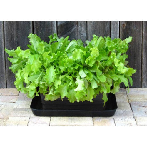 Metro-Grower™ Basic - 6 gallon